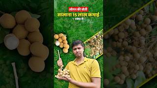 लोंगन की खेती एक एकड़ में 15 लाख सालाना कमाई innovativefarmers longanfruit [upl. by Mosora]