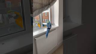 Macaws fly out the bedroom window freeflightmacaw [upl. by Yahska586]