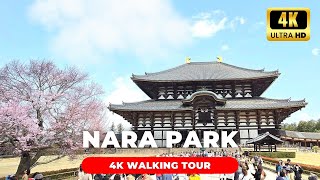 Nara Park Serenity A Tranquil Walking Tour Amidst Japans Sacred Deer Sanctuary [upl. by Zillah]