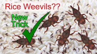 How to Remove Rice Weevils Easily [upl. by Itnahs496]