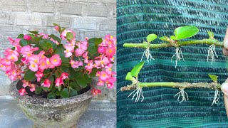 How to grow Begonia grandis flowers with branches [upl. by Nagy]