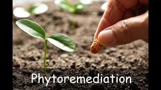 phytoremediation and its applications [upl. by Krefetz]