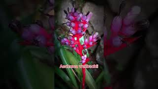 Aechmea weilbachii is a plant species in the genus Aechmea [upl. by Ailesor900]