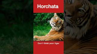 Horchata  It’s origin and how it’s made with Tiger Nuts spaintourism healthy travel love [upl. by Irakab]