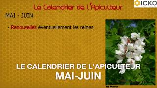 Apiculture  calendrier apicole mai à juin  Truffaut [upl. by Imorej]