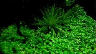 Pogostemon helferi  aquatic plants guide [upl. by Eclud358]