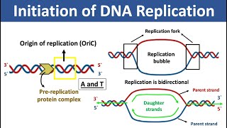 Initiation of DNA Replication  What is Origin of Replication  What is Replication Fork [upl. by Assirehs]