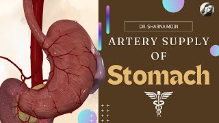 05 Artery Supply of Stomach  Stomach Anatomy [upl. by Dollar427]