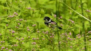 Variable Seedeater near Nanegal [upl. by Adnarim]