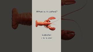 Can you name these seafood learnenglish dailyenglish english vocabulary seafood learn [upl. by Ariamo]