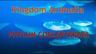 Phylum Cnidaria Coelenterata Characteristics and body forms [upl. by Nitsej667]