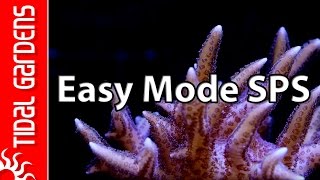 The quotEasy Modequot SPS Aquarium [upl. by Jerald]