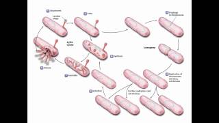 Viruses Viroids and Prions [upl. by Nyllek]