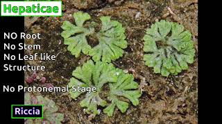 Classification of Bryophytes [upl. by Haleak]