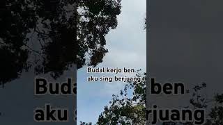 Terus berjuang ojodibandingke cover [upl. by Meit364]