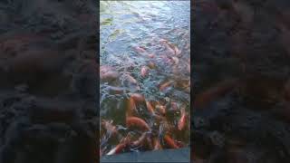 Que binitos peces de tilapia roja [upl. by Alorac]