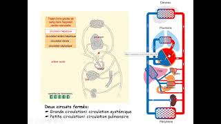 Physiologie circulatoire partie 1 Physiologie des grandes fonctions 2 [upl. by Otanod]