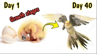 Cockatiel baby growth stagecockatiel baby growth timelapse from egg to self [upl. by Ohs]