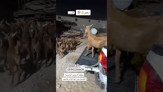 دهم جنوبيات المزاحمية explore اكسبلور goat animals foryou [upl. by Tildi]