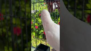 Polly Goffin cockatoo parrot hibiscus 🌺 flower bird bermuda cockatoo [upl. by Yanrahc721]