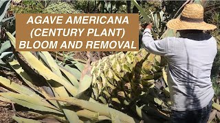 Agave americana Century Plant Bloom and Removal [upl. by Acirehs442]