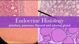 Endocrine histology [upl. by Eniac350]