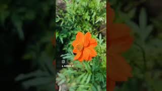 Cosmos flower 🌼 naturelovers nature flowers [upl. by Nairad]