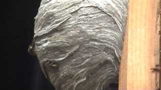 wasp nest treatments [upl. by Ahsilyt]