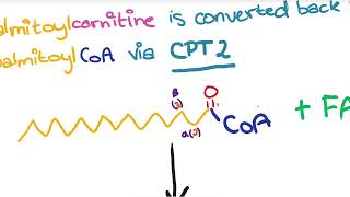 Fatty Acid Beta Oxidation [upl. by Yarazed]