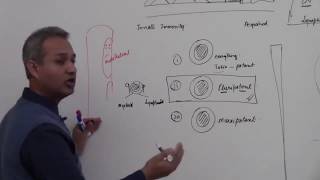 Types of Hematopoietic Stem Cells [upl. by Nol]