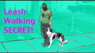 Teach your dog not to pull  teach back up for leash walking [upl. by Sanders129]