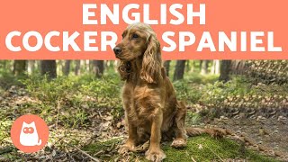 ENGLISH COCKER SPANIEL 🐶 Caring for a Playful Breed [upl. by Nivrem]