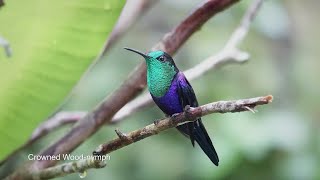 Birds of Central Colombia part four Tatama National Park [upl. by Fugazy]