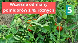 Pomidory najwcześniejsze wybierz również [upl. by Ahsieit]