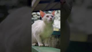 🧡🩵 കണ്ട് രണ്ട് കണ്ണ്  double eyed cat 🐱🫶🏼🐶  viral shorts pets cat dog love trending [upl. by Aneehsirk]