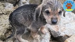 Heartbreaking Video Rescue Abandoned Homeless Puppies [upl. by Evelin]