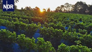 Wetter extrem  Weinanbau statt Heringsfang 33  DIE REPORTAGE  NDR Doku [upl. by Saixela]