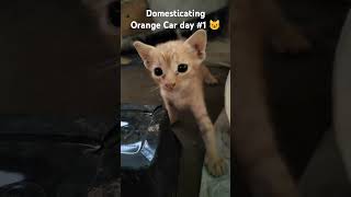 Domesticating kitten 1 pets cute [upl. by Resarf]