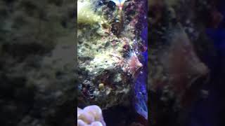 Marine Limpets in aquarium [upl. by Christine]