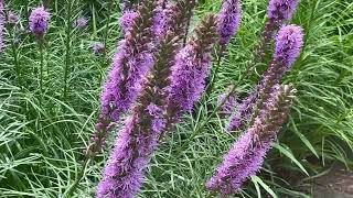 Blazing Star Plant Profile [upl. by Xenia590]