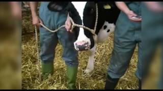 Cattle restraint methods [upl. by Vallo]