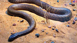 Most Venomous Snake in The World😲  Inland Taipan in Hindi  TUC [upl. by Macguiness]