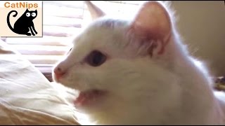 Weird Cat Makes Strange Noise At Laser Pointer  CatNips [upl. by Haiacim229]