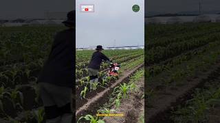 Inter Cultivator Row Making Power Tiller Machine [upl. by Notsahc]