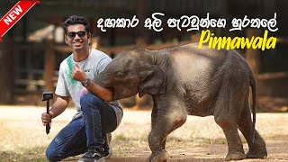 Most Funny and Cute Baby Elephants in Sri Lanka 😍  Pinnawala Elephant Orphanage [upl. by Herv]