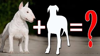 8 Amazing Bull Terrier Mixes That Will Mel  Bull Terrier Cross Breeds [upl. by Aterg]