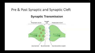 Neuron main parts Presynaptic and Postsynaptic and Some Connect Pics 2024 [upl. by Daahsar]