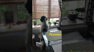 Postman is here Woof woof [upl. by Petie442]