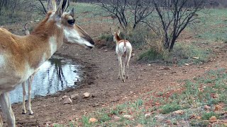 Pronghorn Waterhole Southern Arizona [upl. by Asyla375]