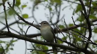 Warbling Vireo [upl. by Ellehsim]